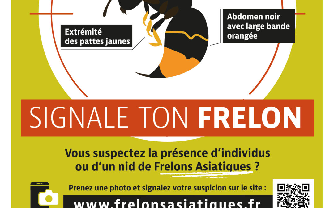 Signalez les frelons asiatiques