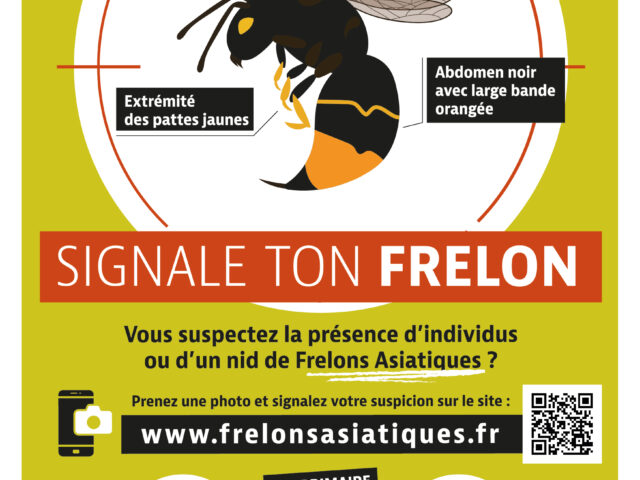 Signalez les frelons asiatiques